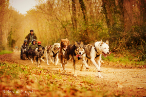 CaniKart Cani-Kart